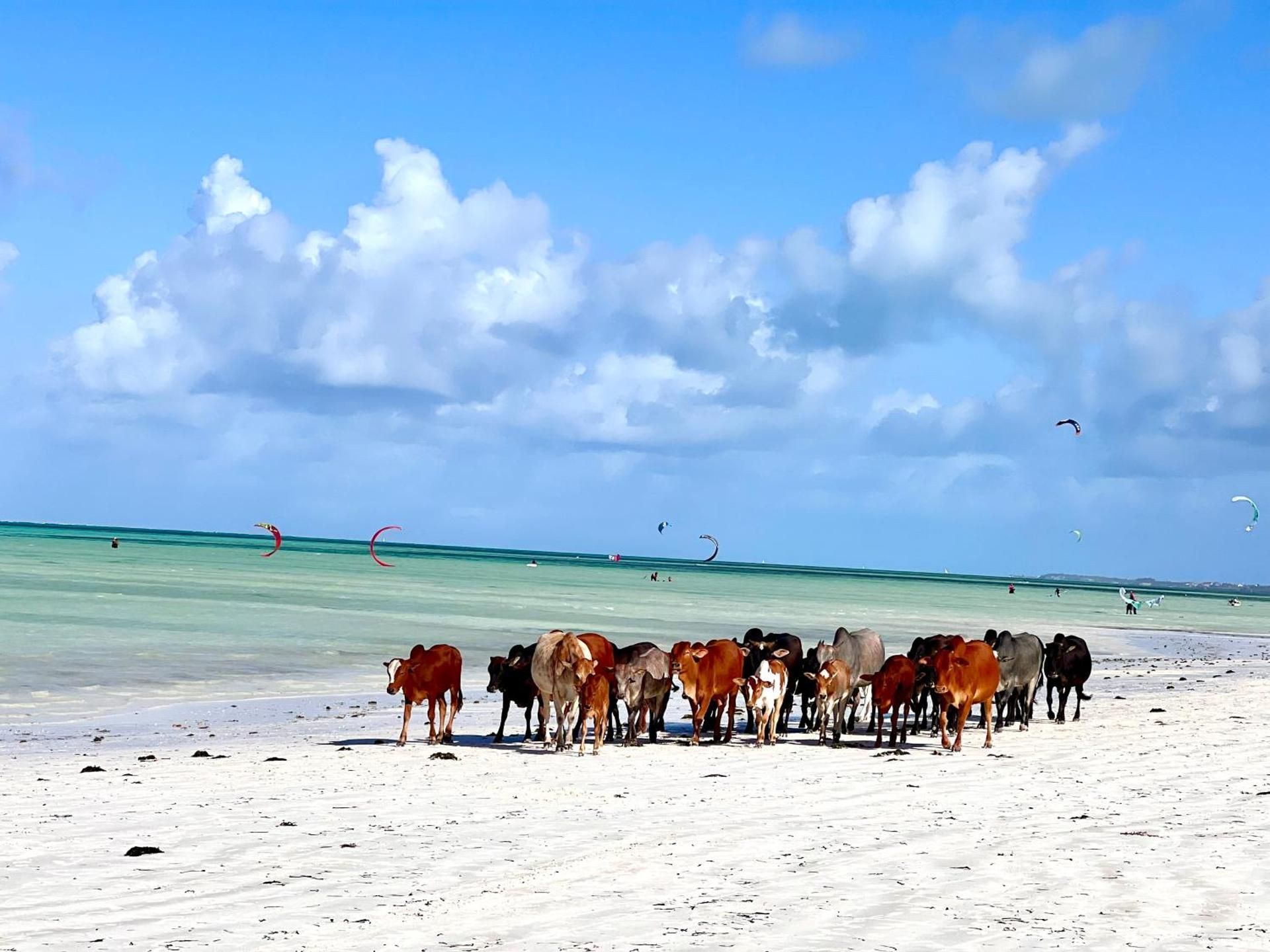 A herd of cattle walking along the water’s edge on Paje Beach.