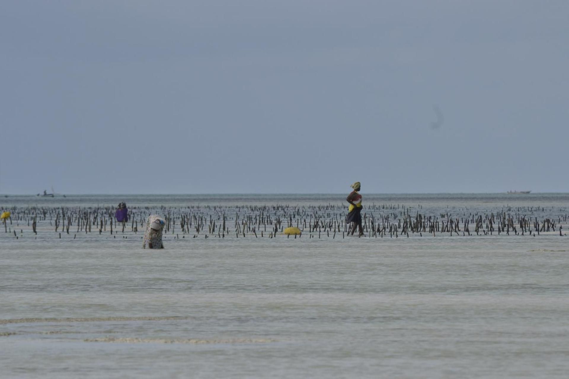 At low tide, women tend rows of seaweed on stakes in the shallow lagoon.